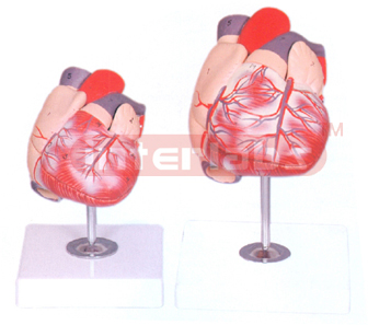 HUMAN HEART, 2 PARTS